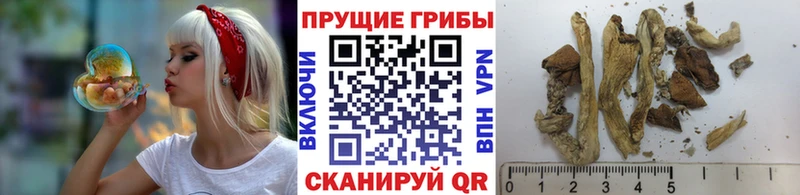Псилоцибиновые грибы мицелий Кашира