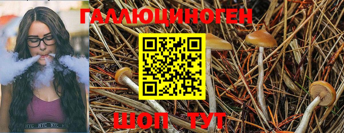 Галлюциногенные грибы Psilocybine cubensis Кашира